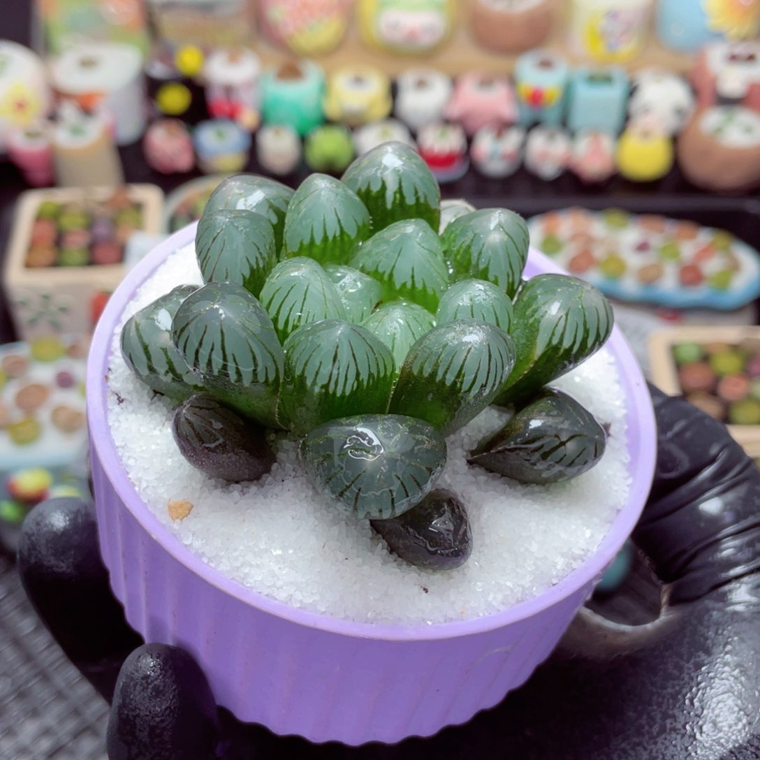 w5749--带盆土发货，零下地区拍保温箱