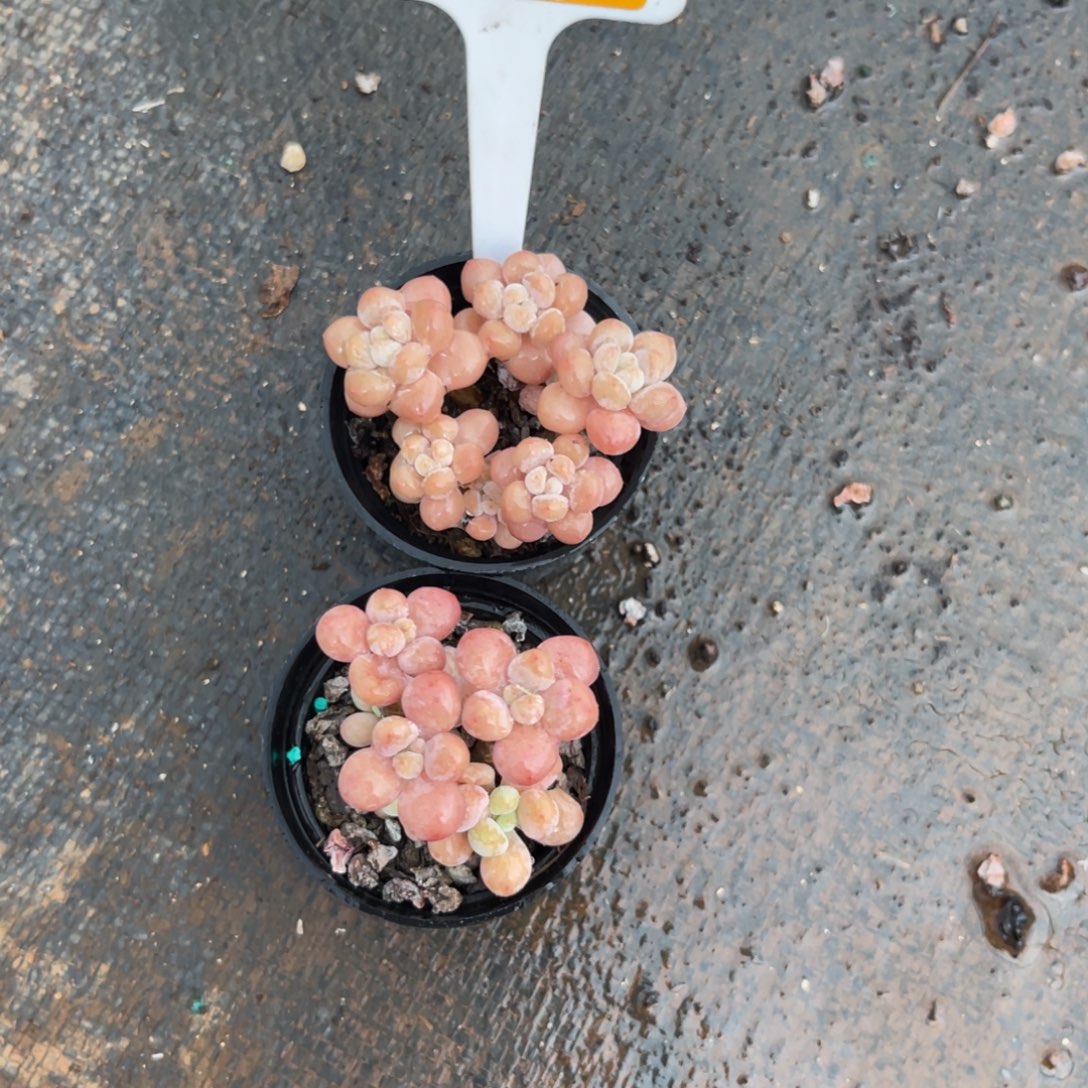 云尘多肉一物一拍94