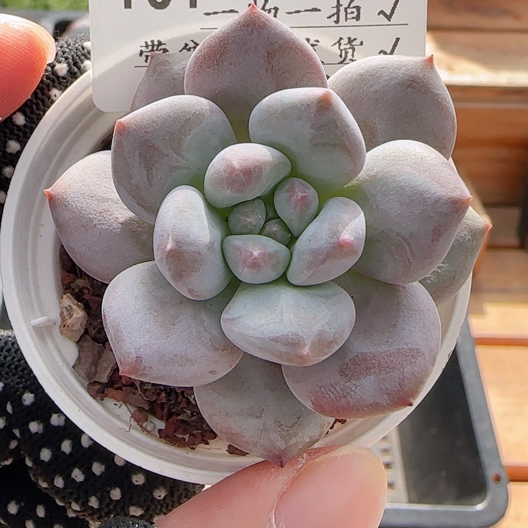 多肉0810-101龙纹麟