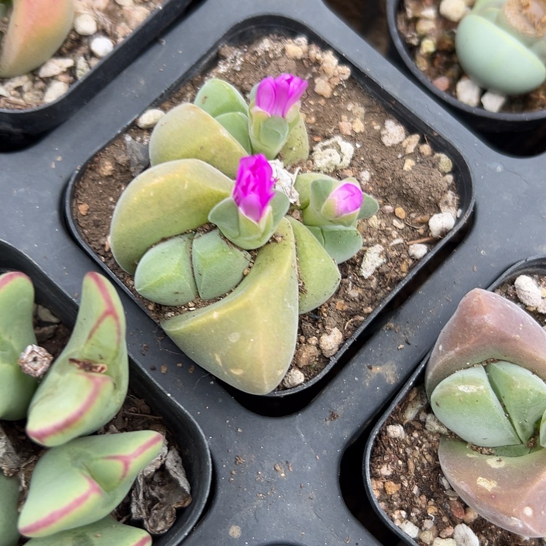 多肉植物无比玉开花