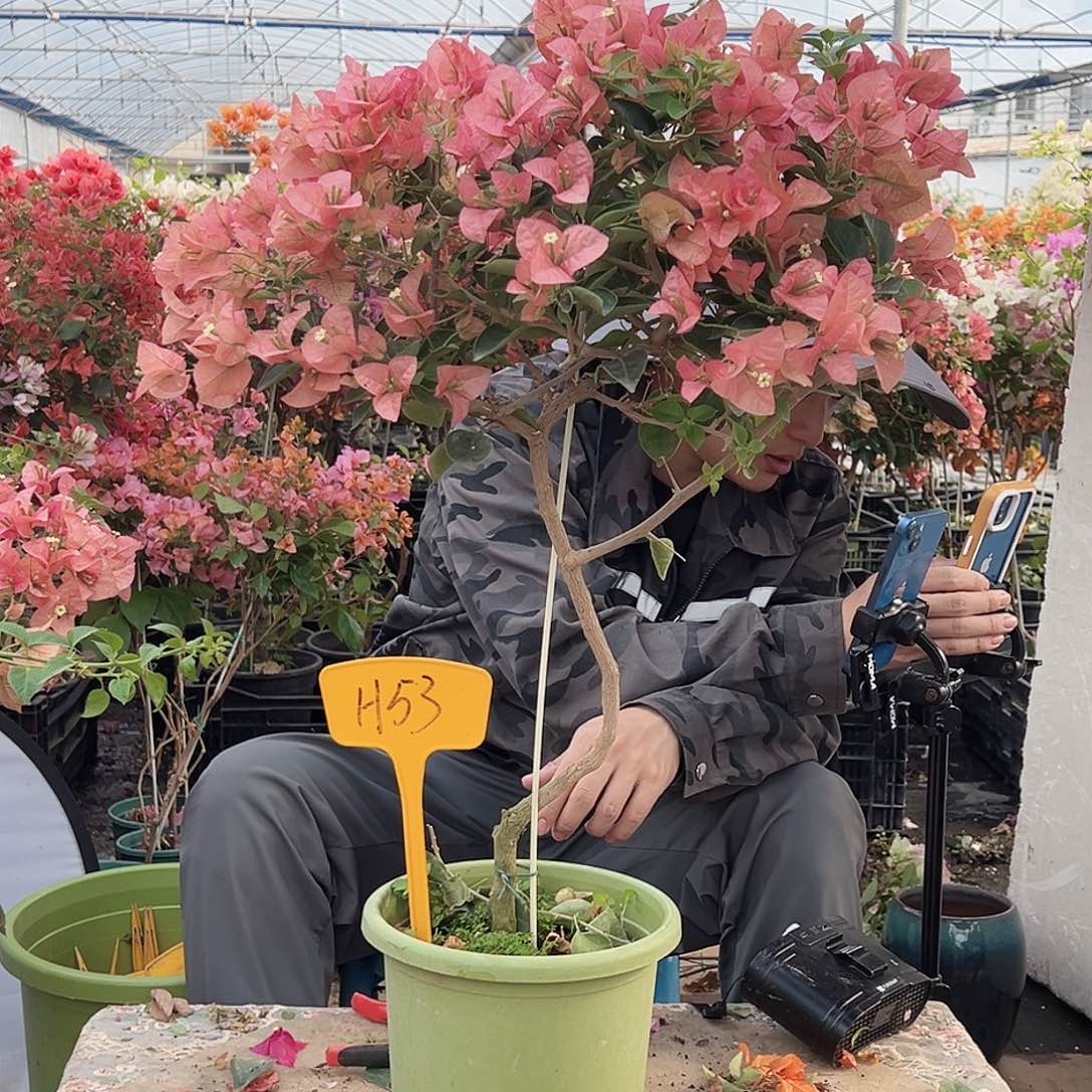 追***者大部分花苞少量开放H53所罗门
