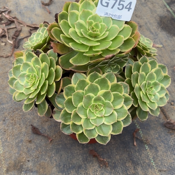 瑞妈多肉园艺754粉花妖