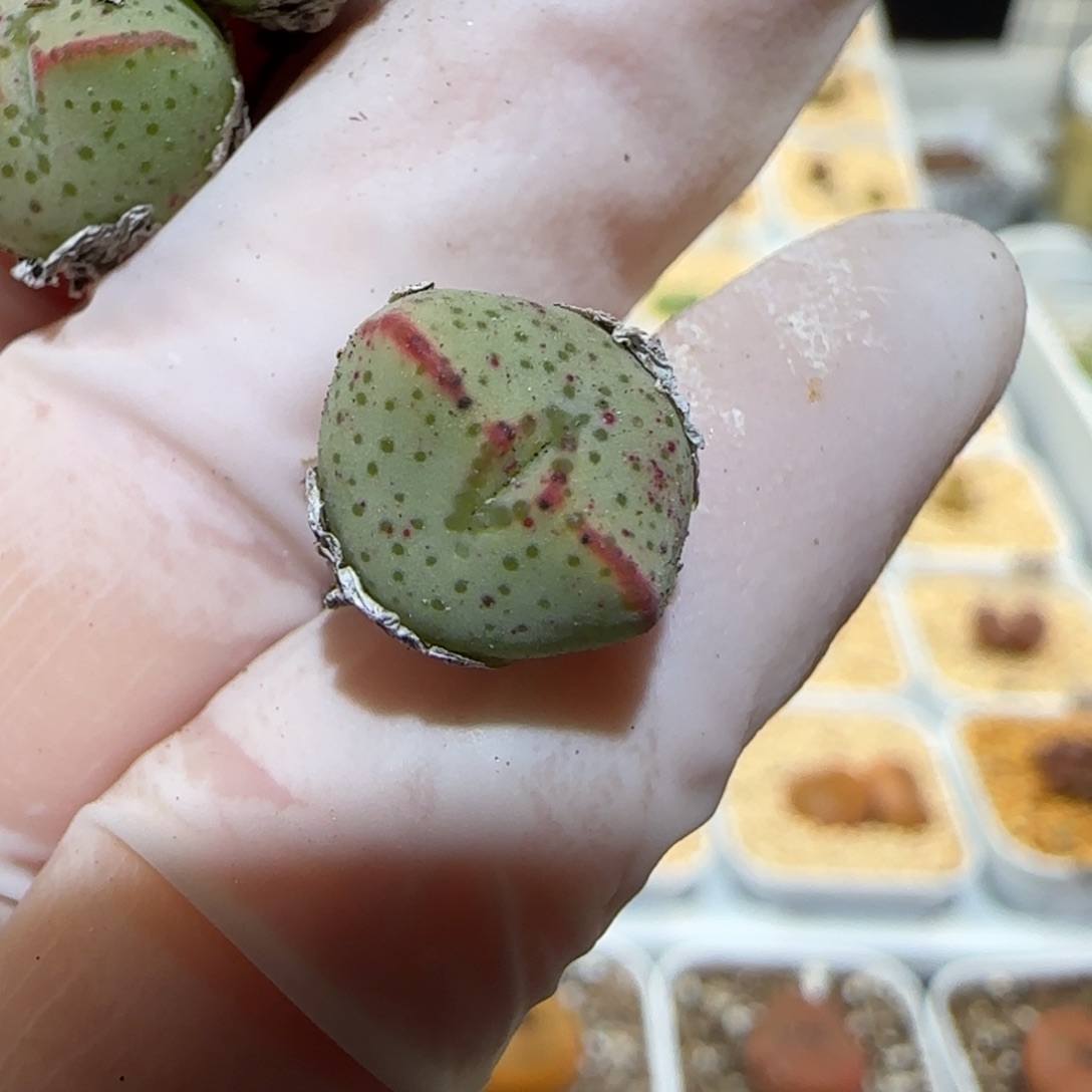 少*游肉锥多肉植物百科1-1541