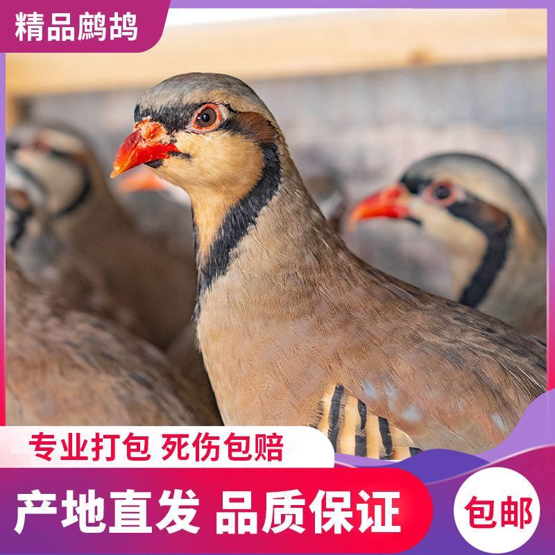 【活鸡】150天咕咕鸡呱呱鸡肉质鲜美，整只发货，顺丰包邮