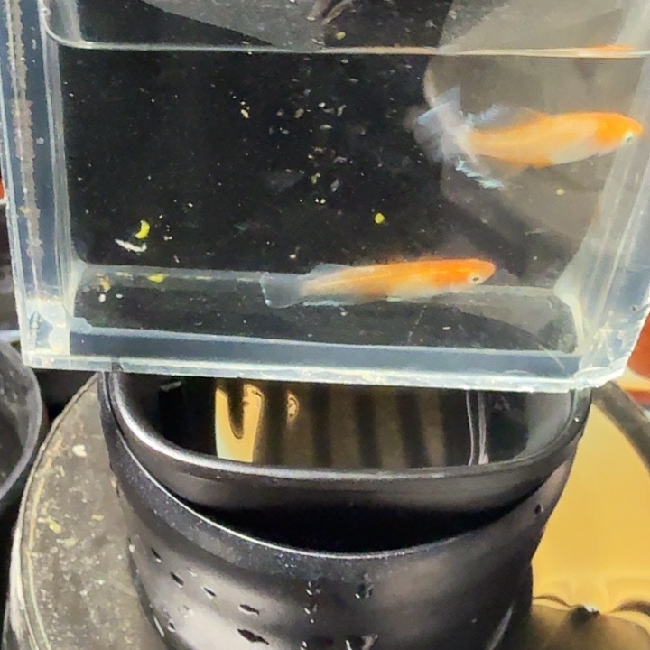 青鳉鱼87号拍品扶桑花