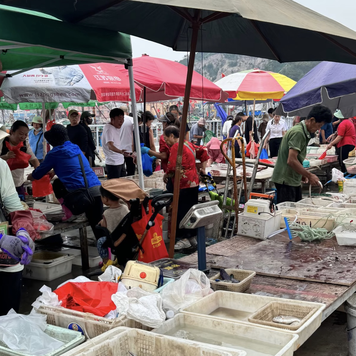 广东神泉渔港杂鱼