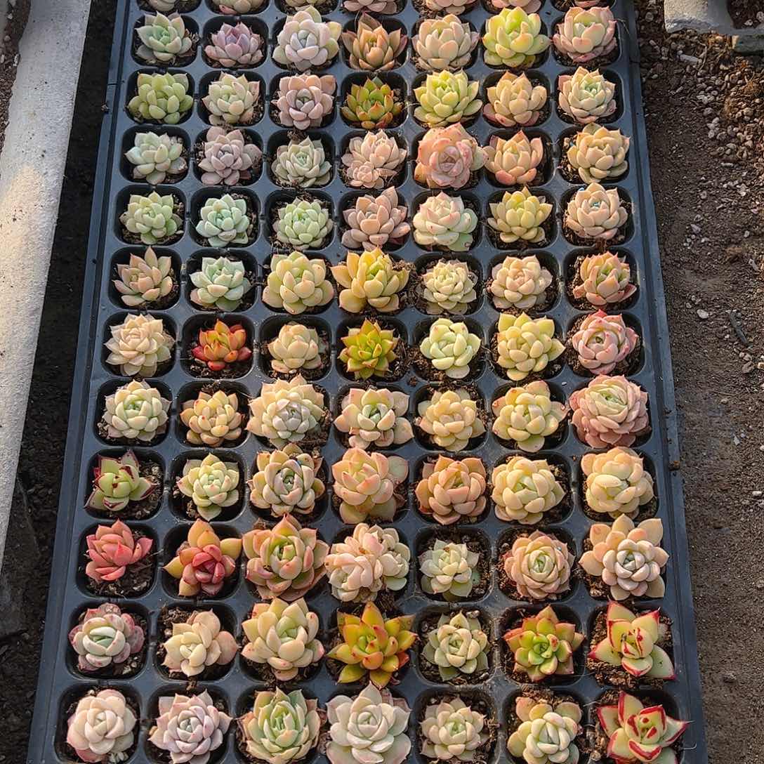 直播福利一物一拍777