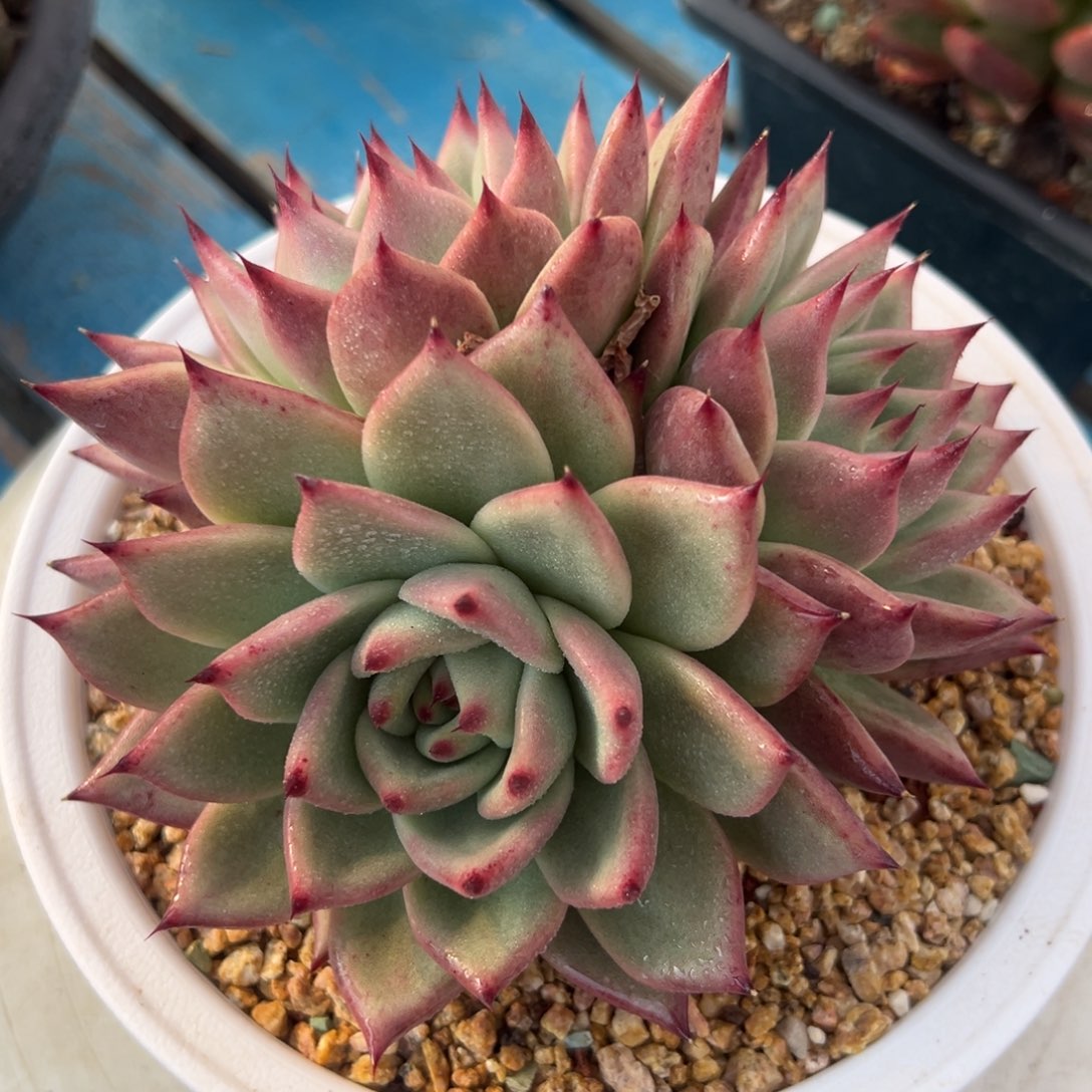 多肉植物一物一拍（85号）