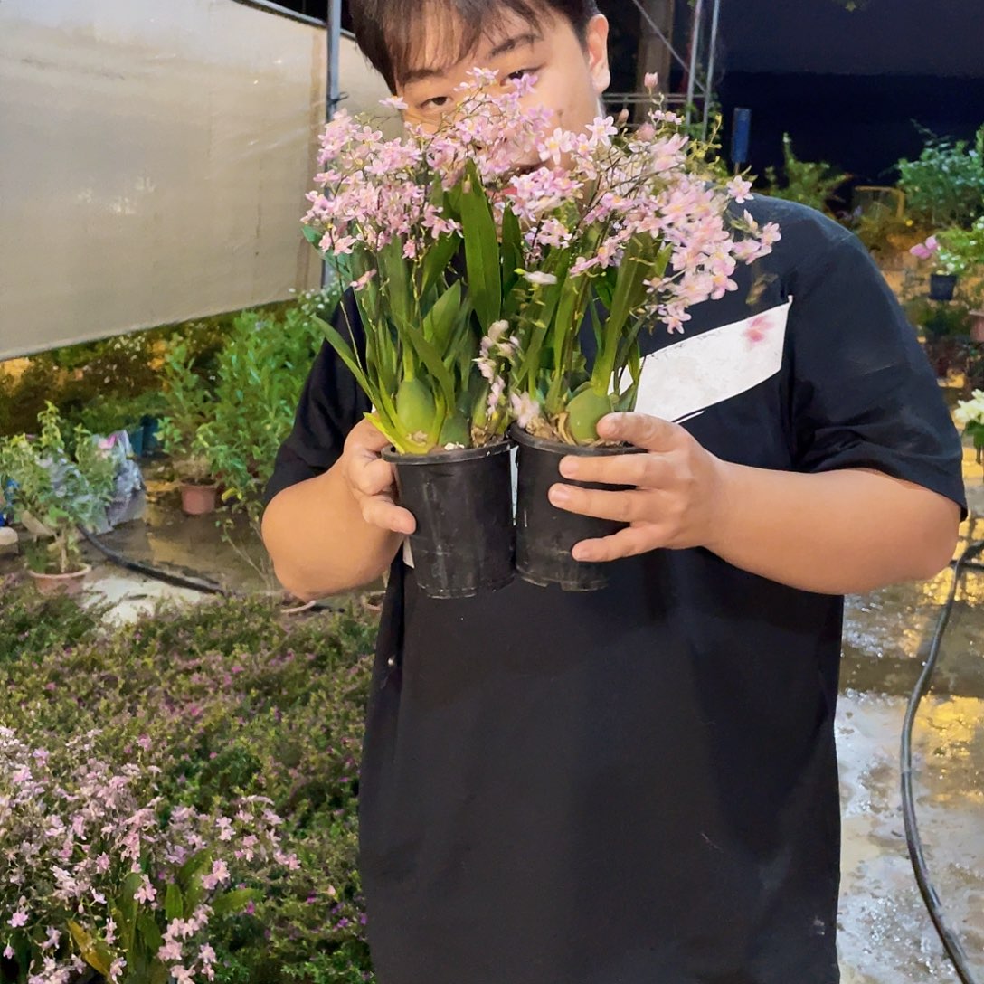 大部分开放少量花苞光宗粉梦香兰拍1发2