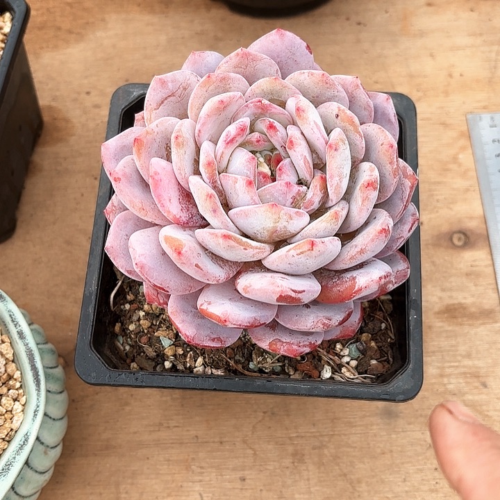多肉植物，星影一颗