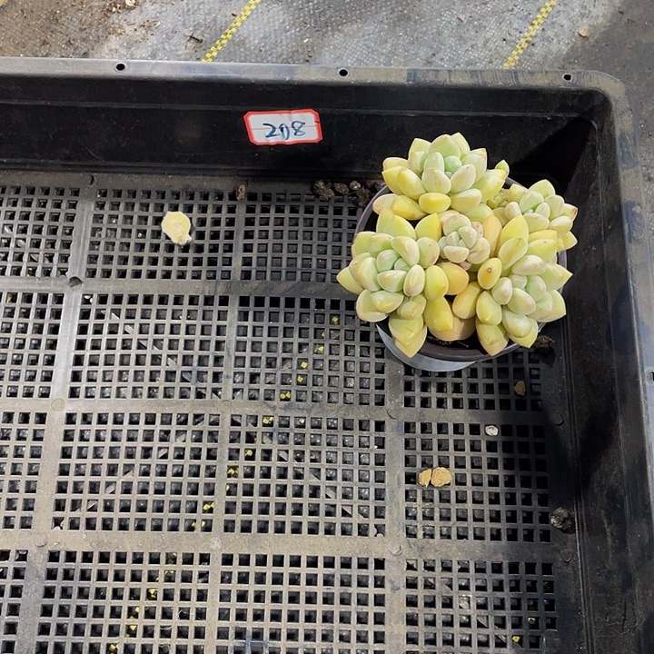 208号筐带盆土发货