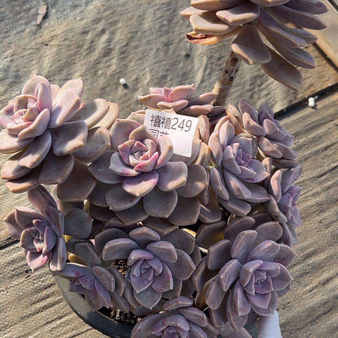 249紫乐多肉植物……