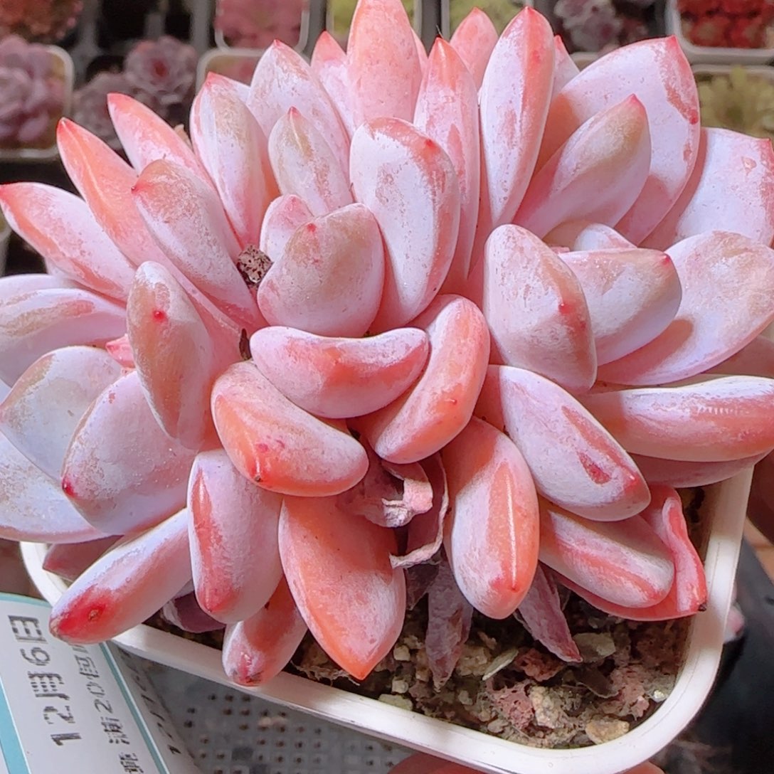 花语多肉1206-85洋芋卷卷
