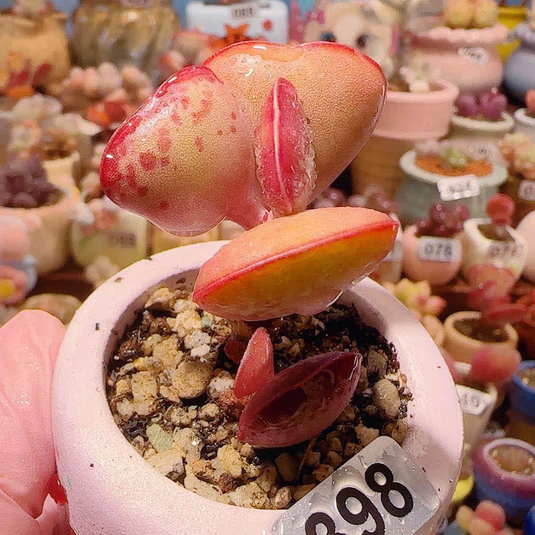 T爱心水泡盆口4cm