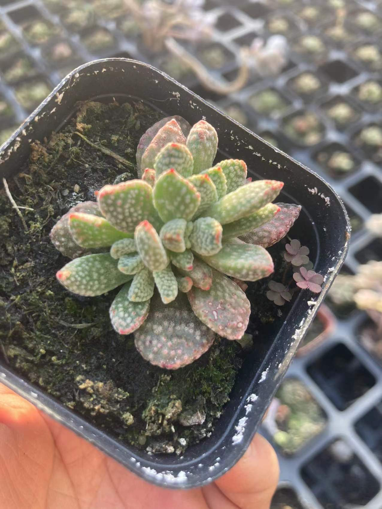 多肉植物火星兔子满12.9包邮