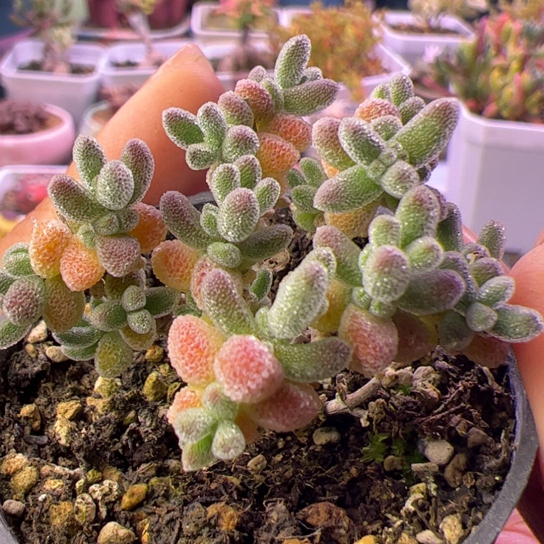 ღ***ଲ多肉植物枝干冰晶