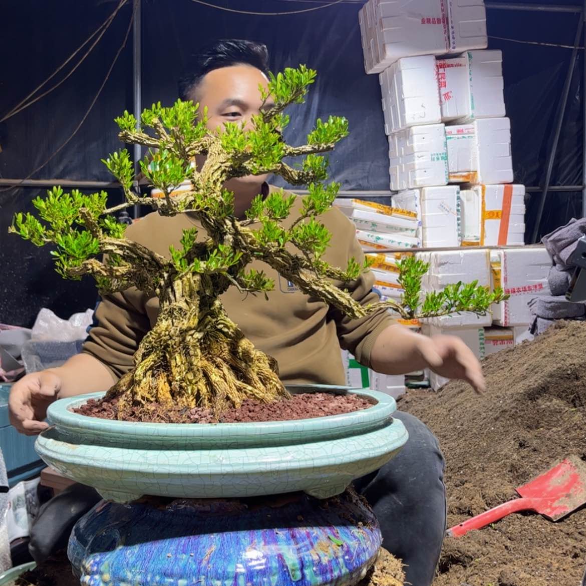 【闪购商品】黄杨盆景