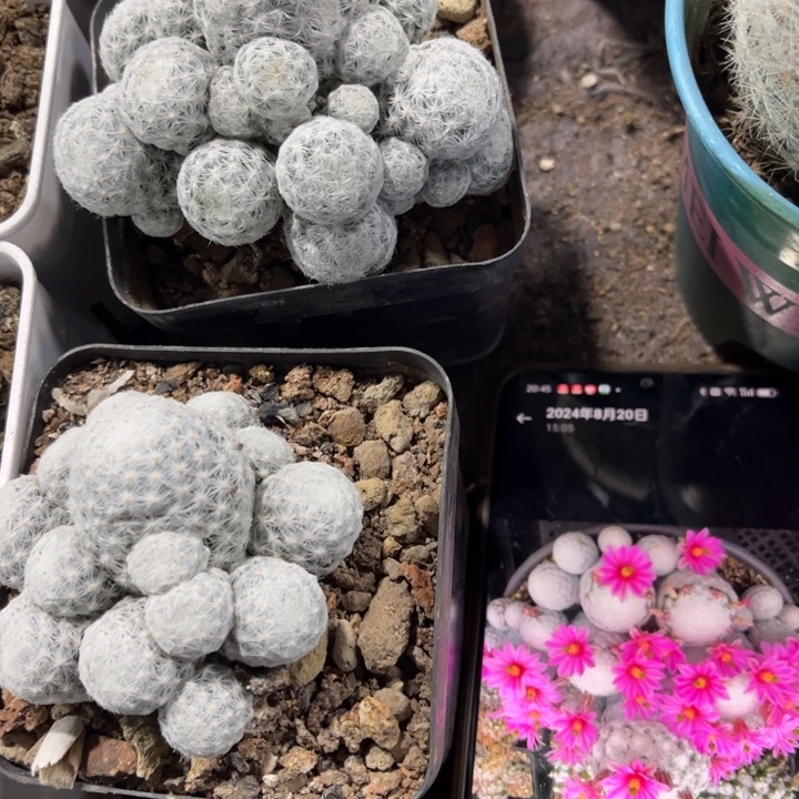 群生春星好养皮实