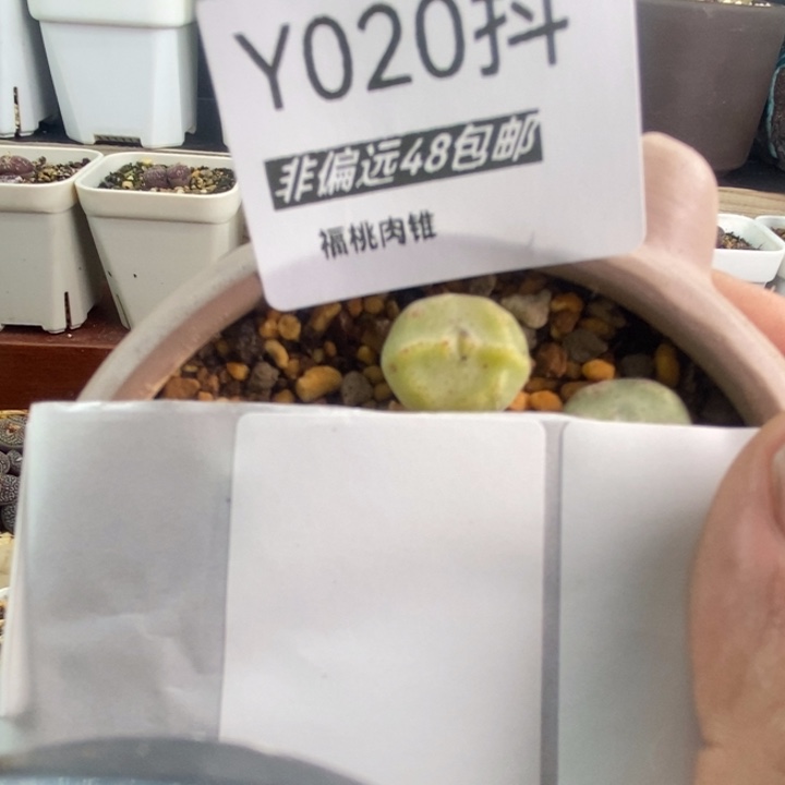 一物一拍020号绿豆糕一颗