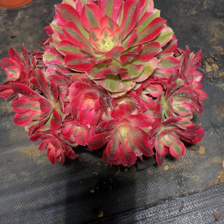 698老庄多肉法师红女巫