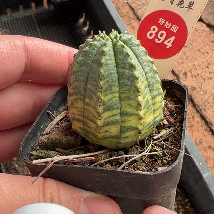 自根布纹球锦3.4cm一棵仙人球