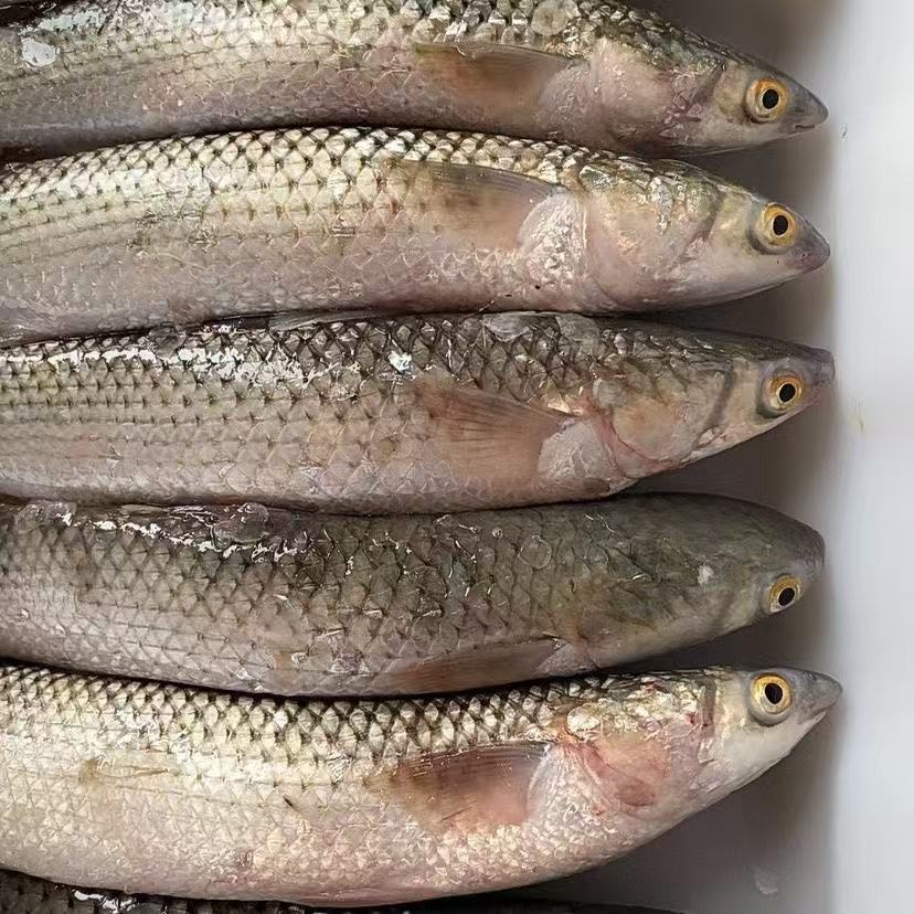 鲜活速冻 新鲜海捕  海支鱼   4-6斤/条 到手2条 去内脏 冷链发货