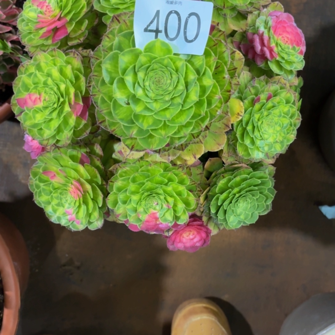 ***哈哈多肉葡萄福利400