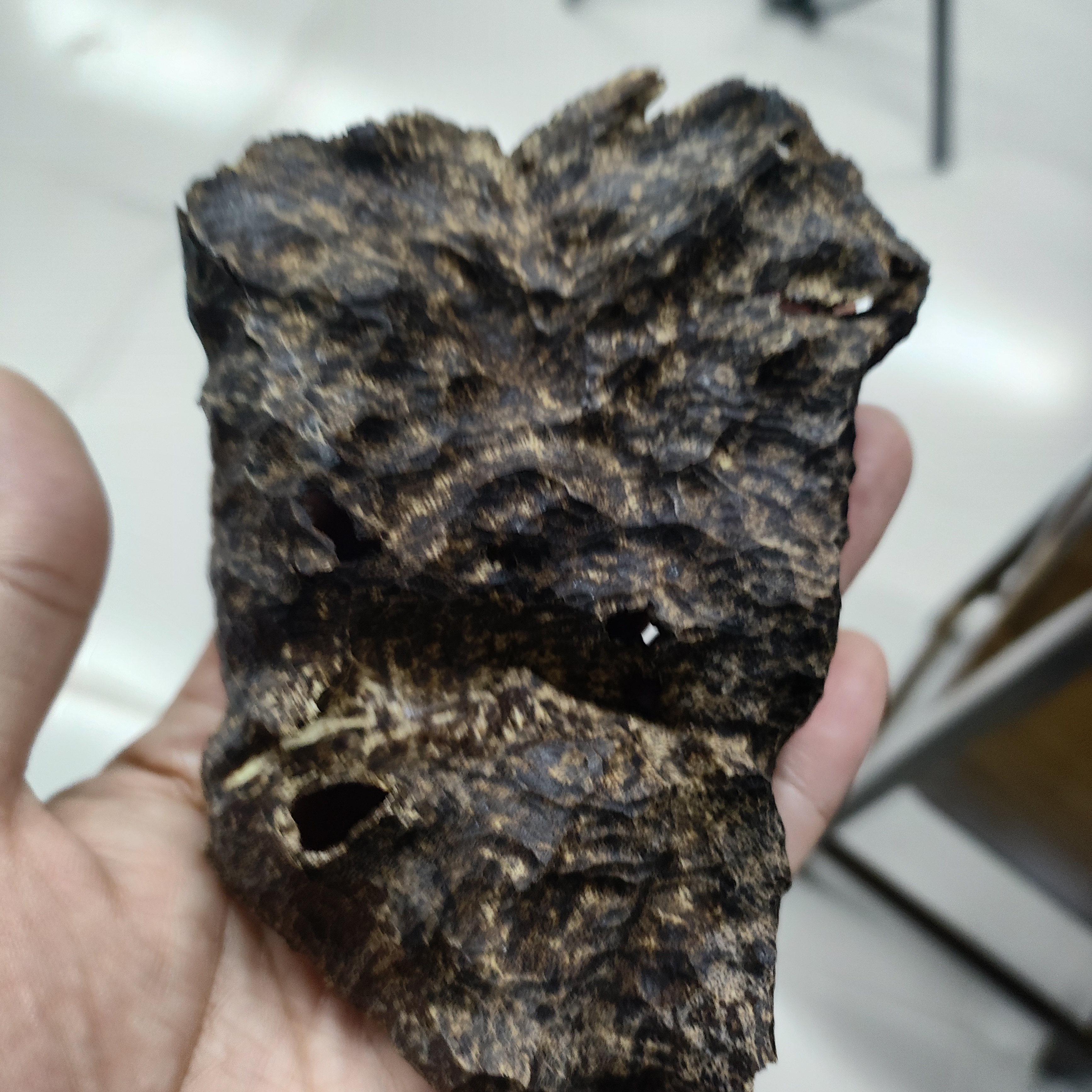 海南老料沉香铁头多样性发一