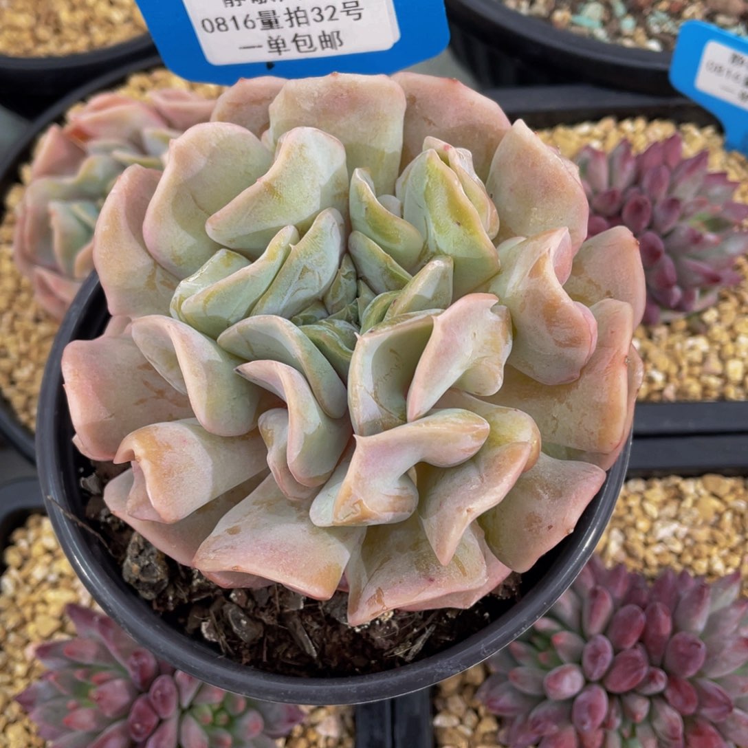 0816-32-云瑶仙子母本单头一颗