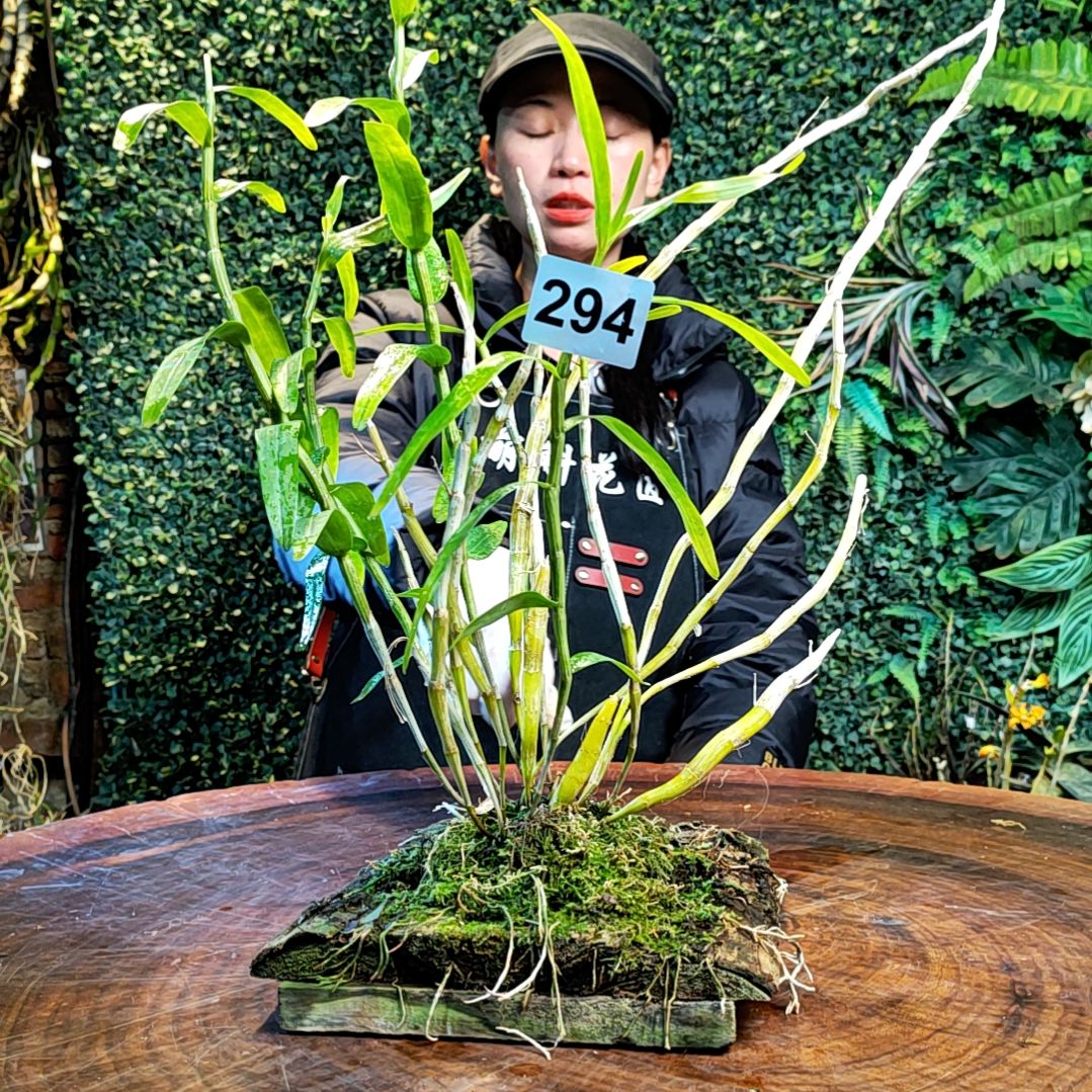 【闪购商品】294重唇花