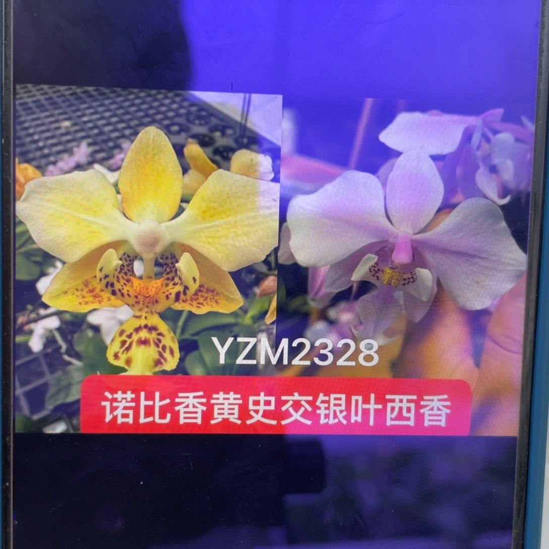 完全开放YZM2328，1.7杯苗5棵，寄养