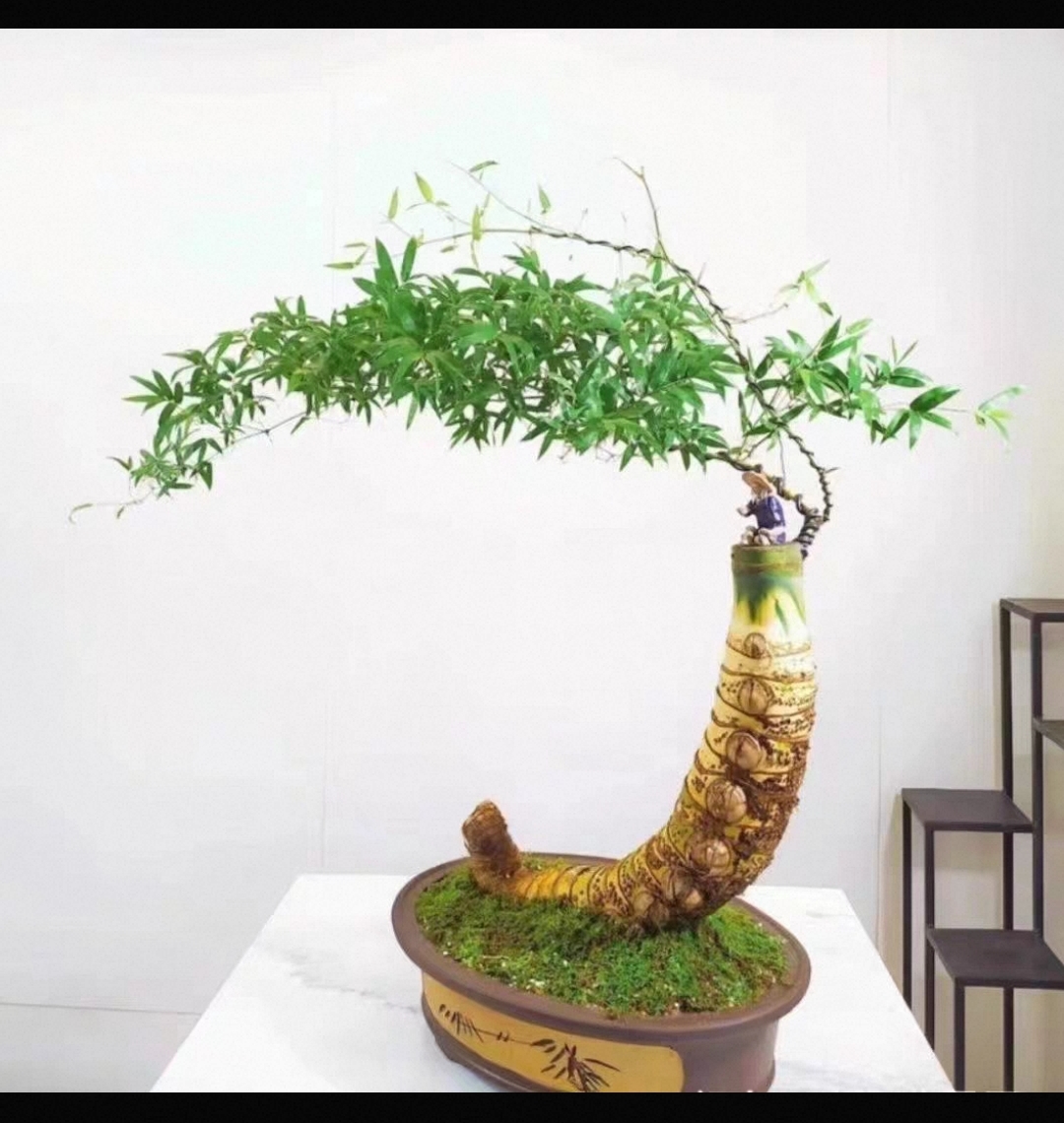 正宗小叶簕竹生桩室内外好养观型赏叶绿植盆景植物