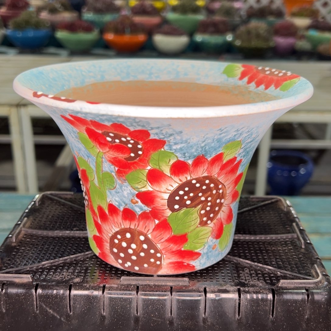 从前慢多肉精选编号0122.146