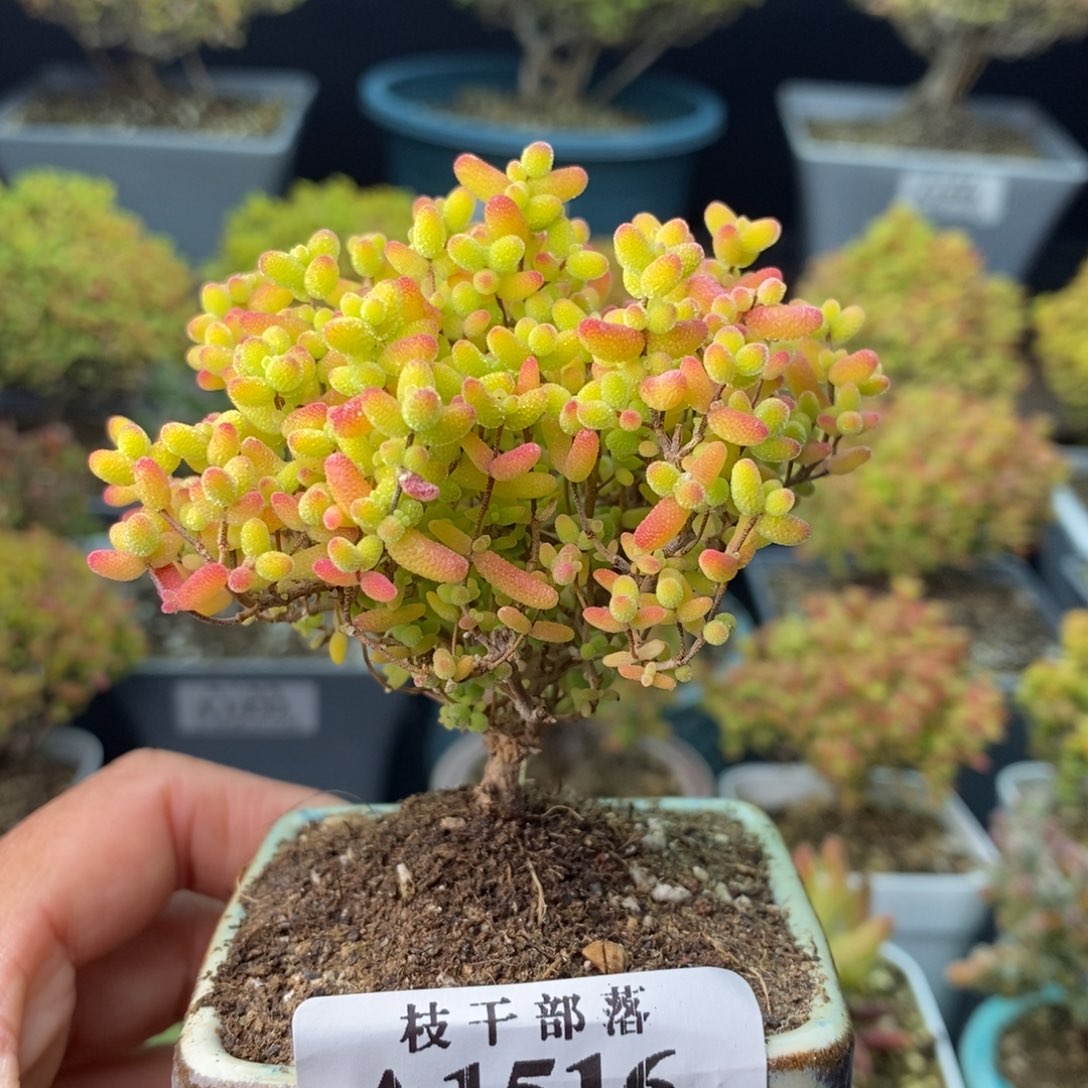 1516蜜橘糖球 。      