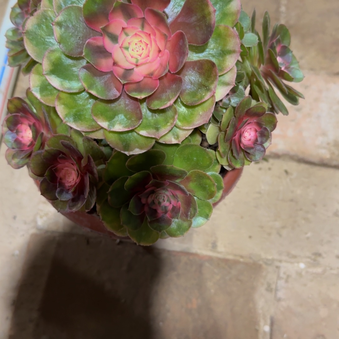 ****а荔枝老桩福利606肉肉肉