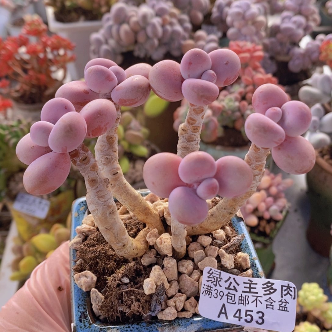 糖果桃蛋老桩9cm453多肉植物