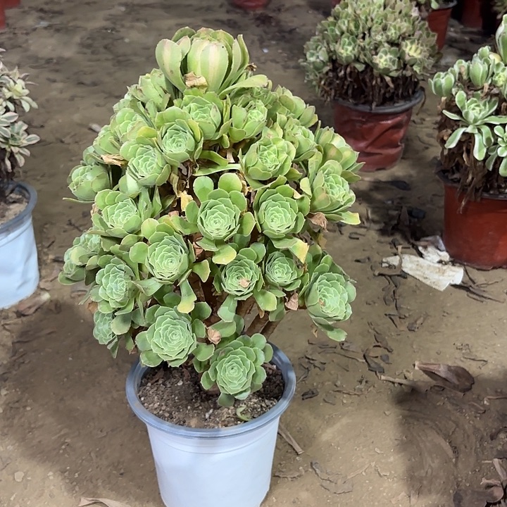 鱼***哥多肉植物翡翠琉璃60