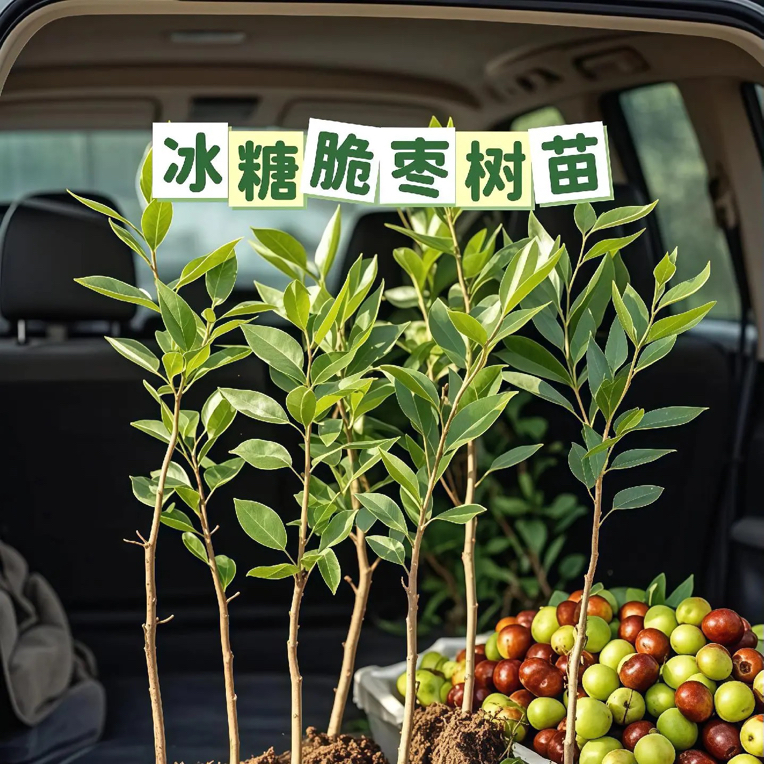 对版嫁接冰糖脆枣