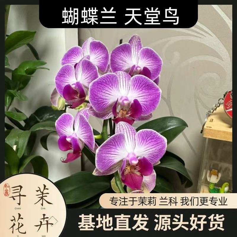 【蝴蝶兰 天堂鸟】节日好礼 基地直销 名贵淡雅 室内花卉带花发货