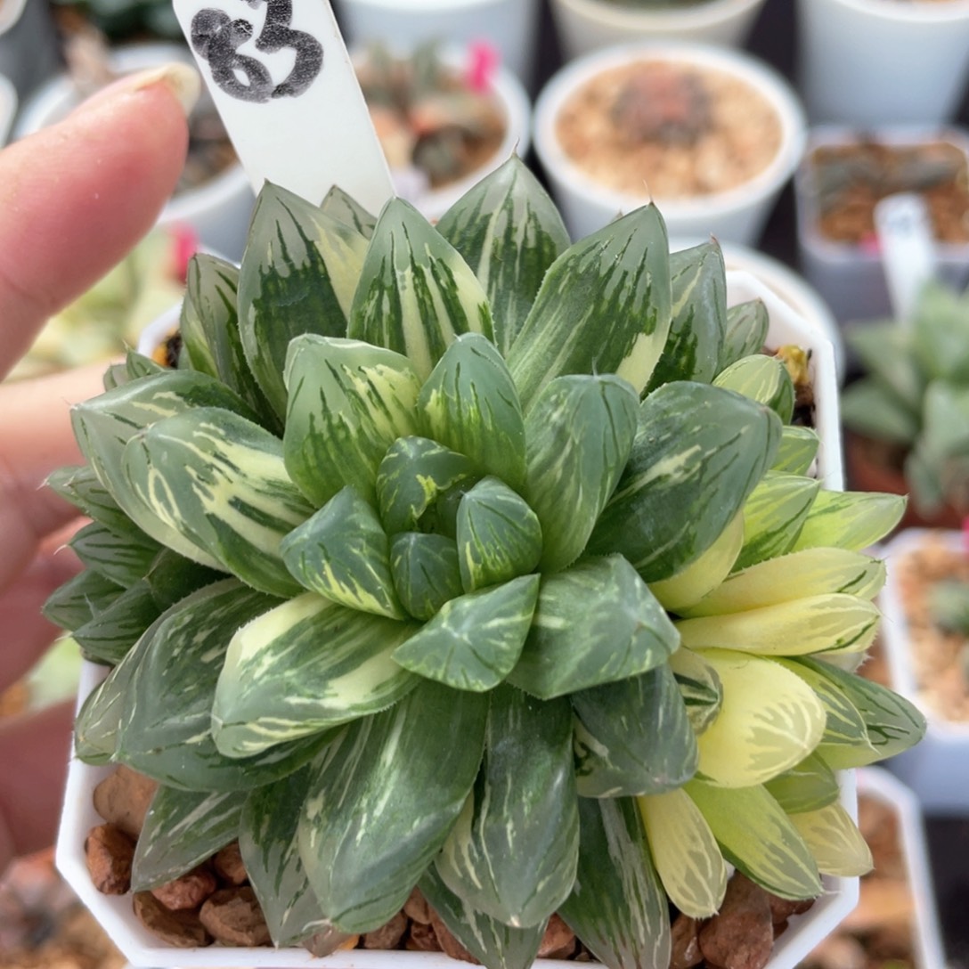 83花火锦群。      