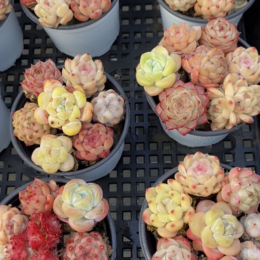 M22-新年福利组合7个