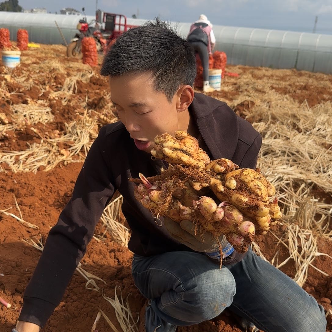 地栽生姜多肉3斤多肉