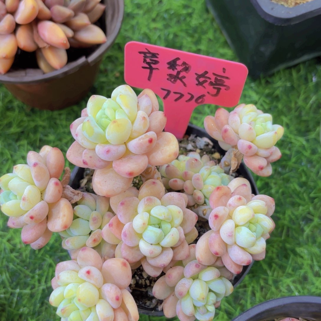 樱*我的小可爱们都好可爱