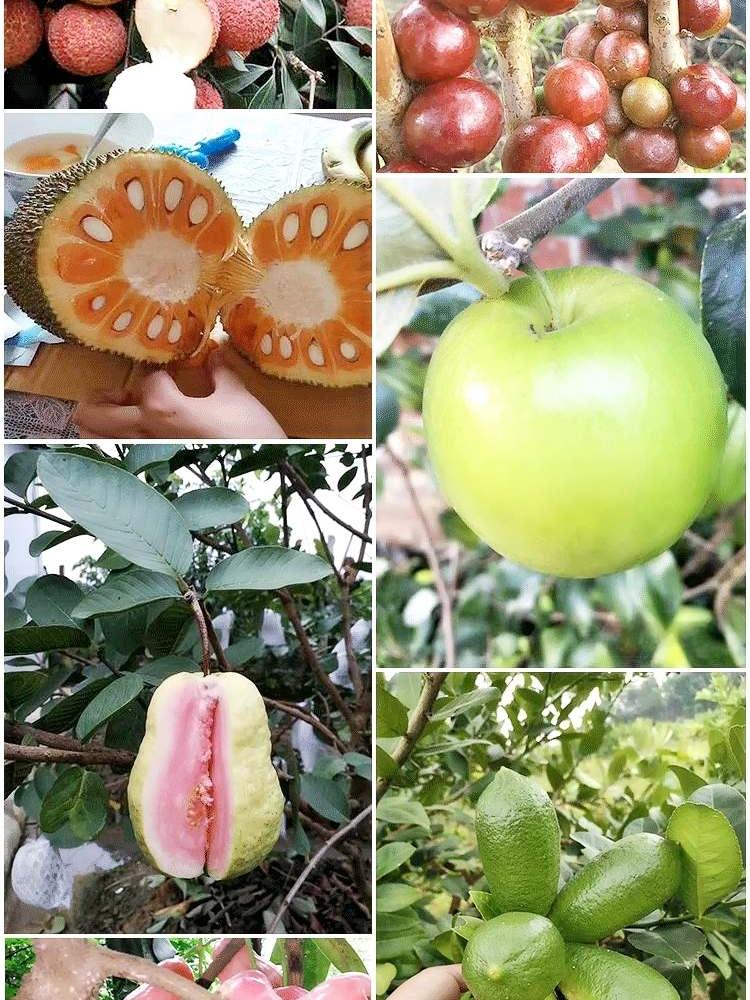 顺丰包邮、绿植园艺带土带叶发货