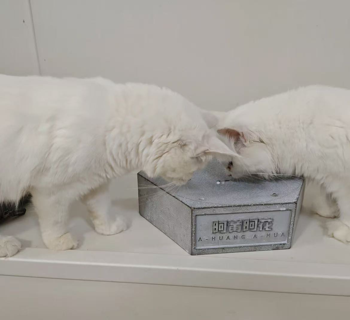 全品种猫咪拍下联系客服挑选 用品