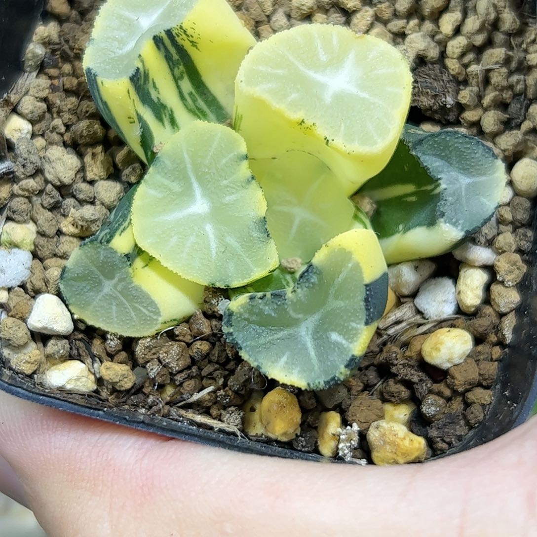 玉龙万象锦十二卷多肉植物