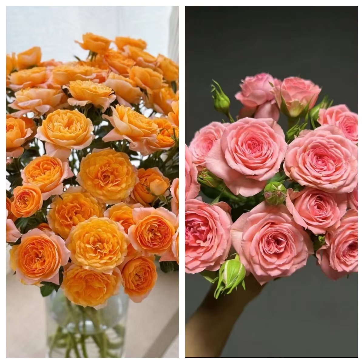 艾莎花园【果汁阳台+仙度瑞拉】耐热新手推荐四季开花好重好养