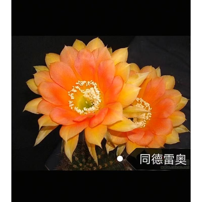 自根同德雷奥彩草，尺寸以直播间为准，环境不同开花不同介意勿拍