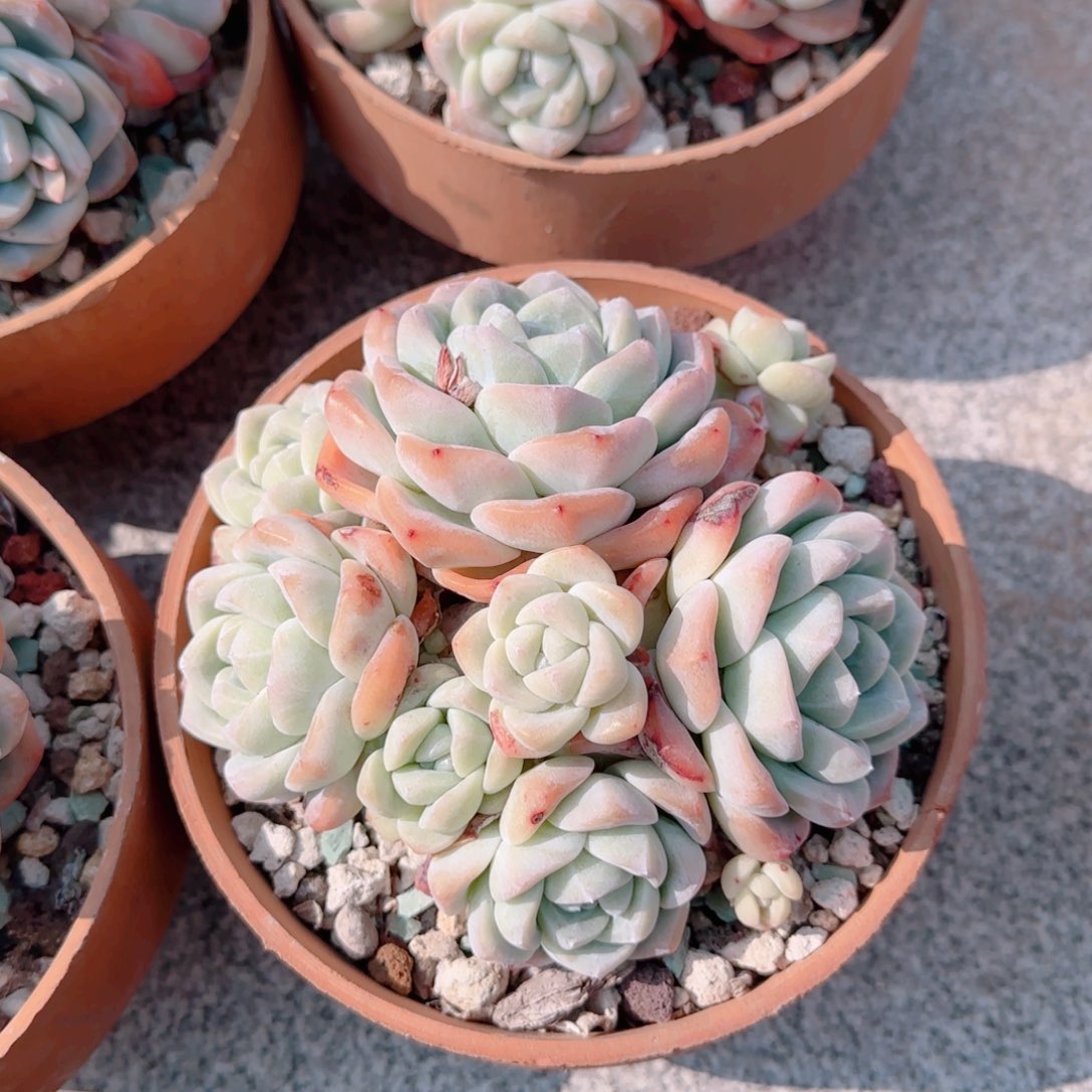 红陶冰玉一颗无砍