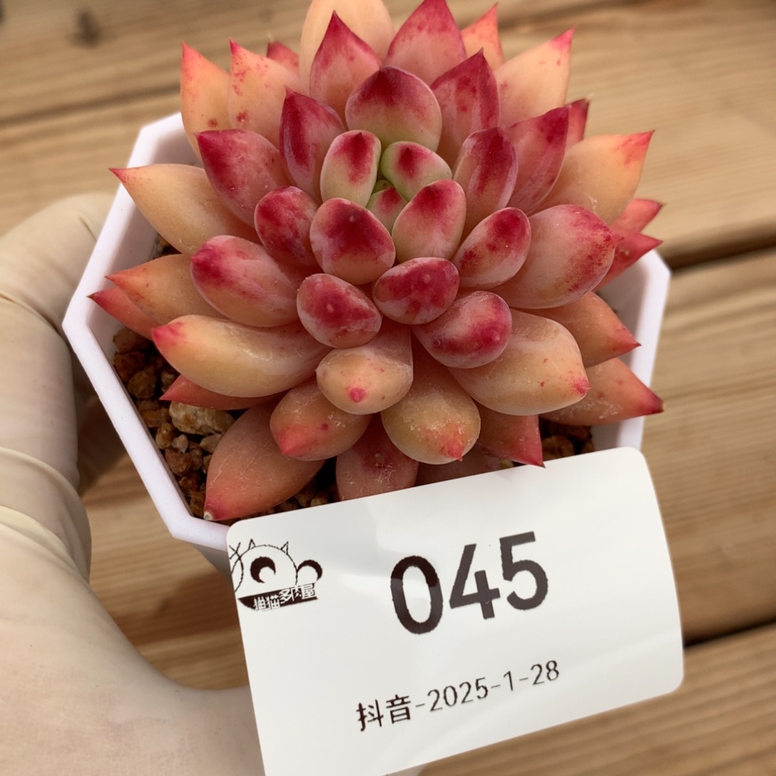 045号0000000000多肉